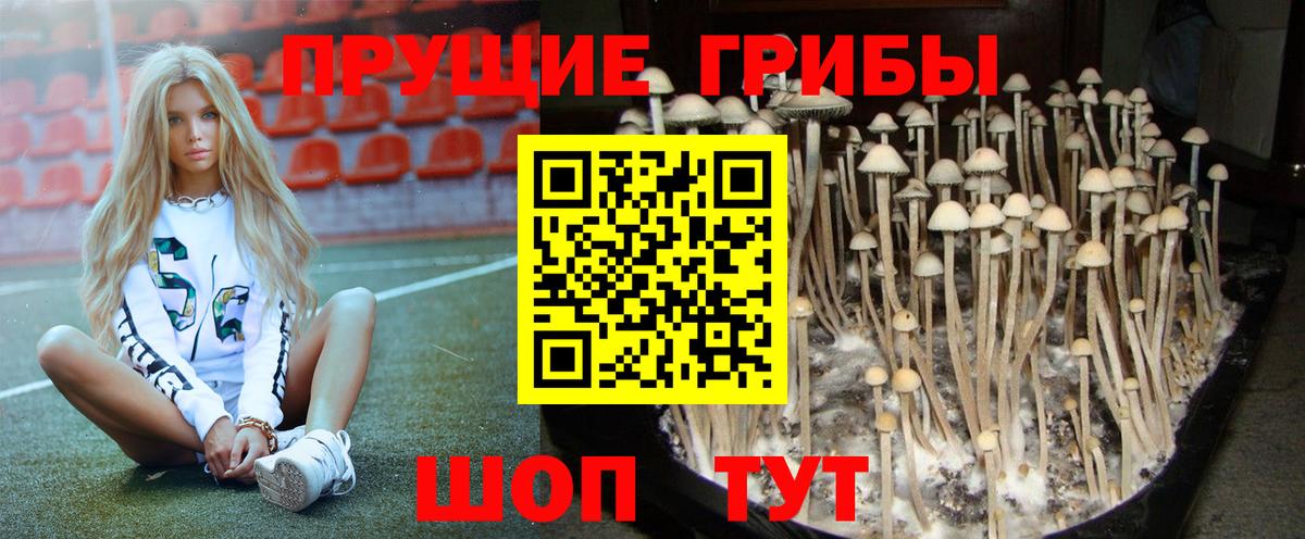 Волгоград  Псилоцибиновые грибы Psilocybine cubensis  Вход с VPN  Псилоцибиновые грибы Psilocybine cubensis 